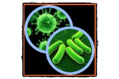 Despre bacterii virusi si boli provocate