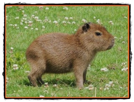 Capybara cel mai mare rozator din lume